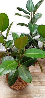Ficus elastica