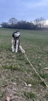 Hľadá sa sibírsky husky MAXO