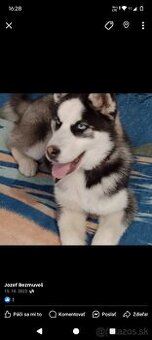 Sibírsky husky