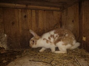 Dospelé samice na párovanie Akcia 25€