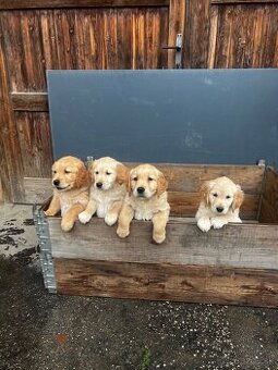 Zlatý Retriever