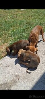 9tyzdnove jazveciky hnede - fenka a psik - 100eur