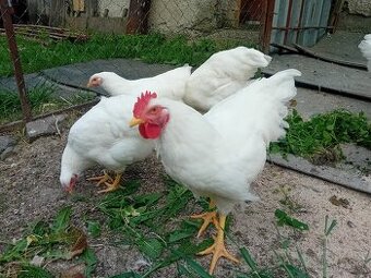 Plymutka biela