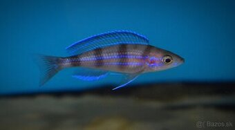 Paracyprichromis ammelrooyi