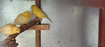 Predam alexandre malé ,kanariky