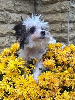 Yorkshirsky terier, yorkshirsky terier mini, biewer