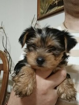 Predám šteniatka Yorkshire teriér