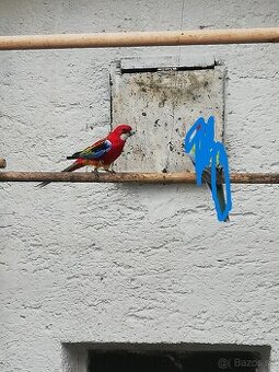 Rozela pestra opalín  golden gold