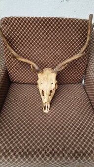 Predám trofej Daniela parožie zhody trofeje.