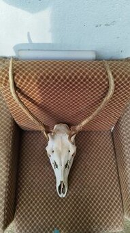 Predám trofej jeleňa.parozie, zhody, trofeje.