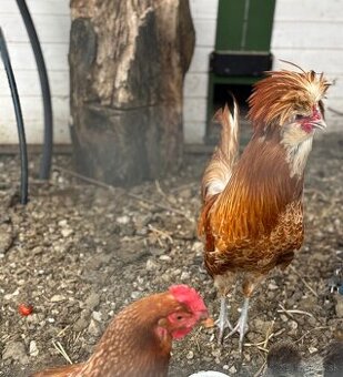 Darujem kohúta Paduánky