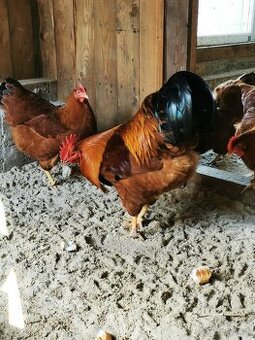 nasadove vajcia Hempšír 0,8€/ks