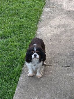 Cavalier
