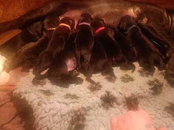 Kvalitné šteniatko Cane Corso