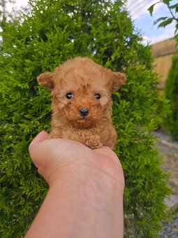 Krásne šteniatka Maltipoo - mini VIP sučka