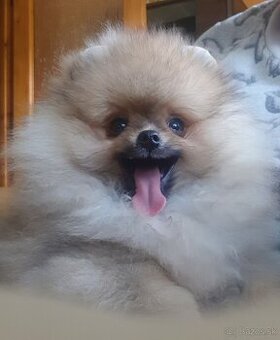 Trpasličí Špic Pomeranian pejsek s PP