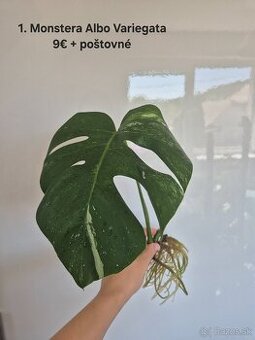 Monstera Albo Variegata - odrezok