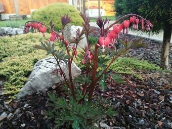 Dicentra srdcovka