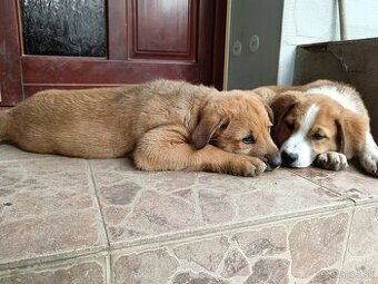 Šteniatka - mama Bernský salašnícky pes