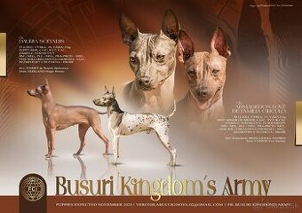 Americký bezsrstý teriér