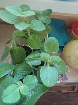 Nadchovník,Rymovník