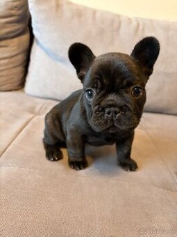 Francúzsky buldoček