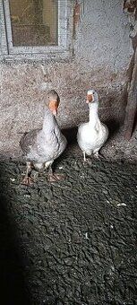 Predám párku husy 60 €