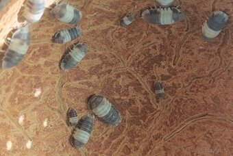 Isopody Cubaris sp. Panda King