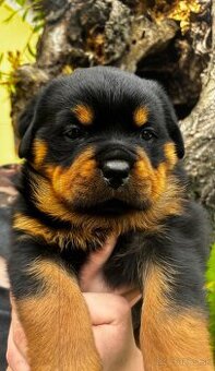 Predám šteniatka Rottweilera