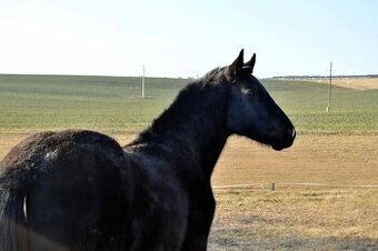 Čierny QH valach