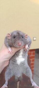 ❤ Exkluzívne dumbo, velveteen, rex potkaníky