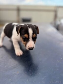 Jack Russell Terrier