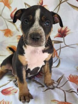 American Bully