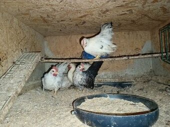 Predám kohutov Japonky chabo