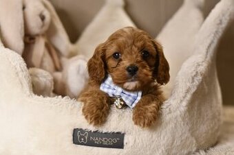 Cavapoo F1 psík hľadá milujúci domov