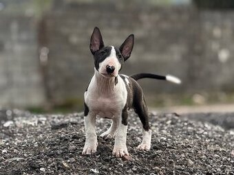 Miniatúrny Bulterier , bullterrier s pp