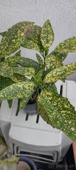 JAPANESE LAUREL
