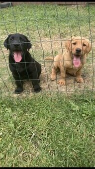 Labrador