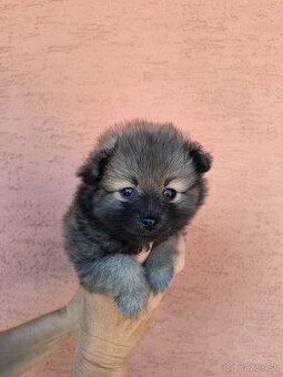 Špic typ pomeranian