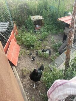 Ayam cemani