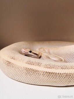 ULTIMATE PASSION MOJAVE YELLOW BELLY 66% HET PIED SAMICA
