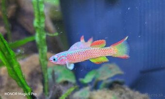 Akvariové ryby (raritky) k odberu