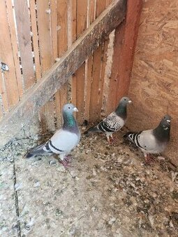 Predám poštové holuby