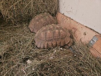 Sulcata