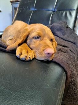 Predaj - šteniatko Maďarská vyžla