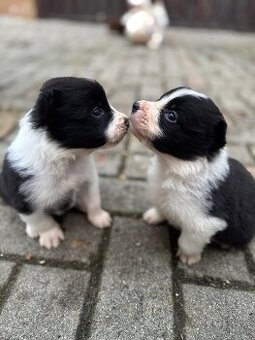 Predám border kólia šteniatka