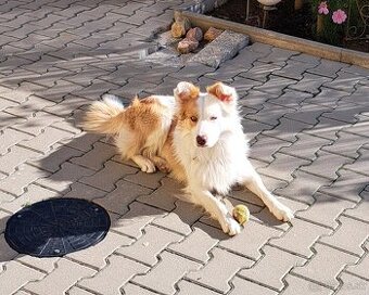 Krytie Border kolia pes