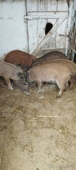 Durok,presticky,mangalica