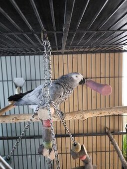 Žako papagáj šedý