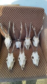Predám srnčie trofeje parožie, zhody, srnčie.